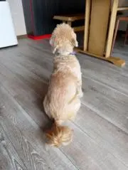 ツムちゃんの画像