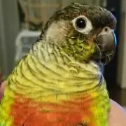 ぴーたんの画像