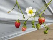 chii✩.*˚の画像