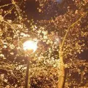 ayataの画像