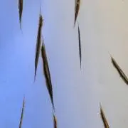 Nekonekocamera