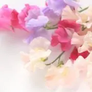 めろんの画像