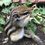 zzzの画像