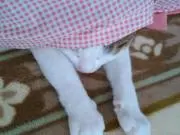 tom