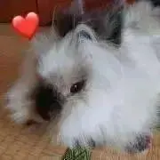 ACCHIの画像