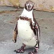 hito
