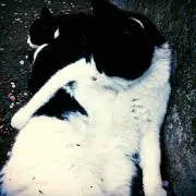 猫村 猫蔵