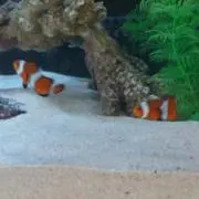 あーぱーまー
