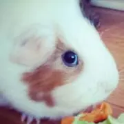 coco10mochaの画像