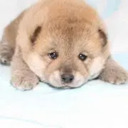 タンザナイト鉱石