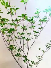 irisの画像