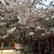 チェリ
