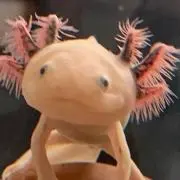 あんちゃんの画像