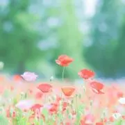 らちの画像