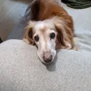 つやこ