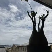 あやZOの画像