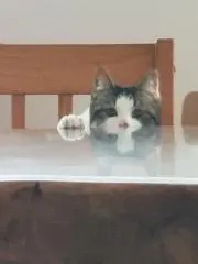 こぎぷー