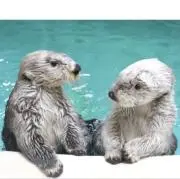 ななの画像