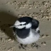 みちの画像
