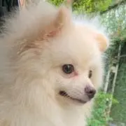 ちんの画像