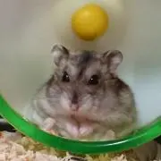 MIYOの画像