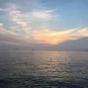 ぽぽ
