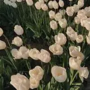 yuraの画像
