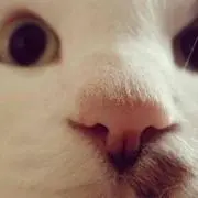 だいふくもち