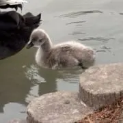 ひよこの画像