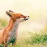 レミの画像
