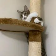 アムル