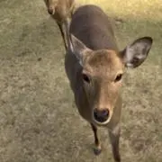 riの画像