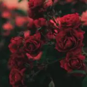 Rosettaの画像