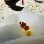 りかおんの画像