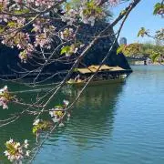 らん　次回月曜日か火曜日の画像