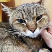 たんママ