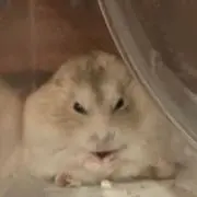 ちゃちゃまるの画像
