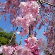 蜂の画像