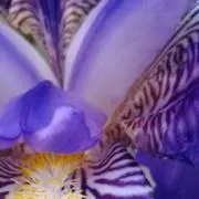 にたり