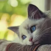 haruの画像