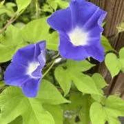 こりまっくまの画像
