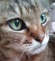 orcaの画像