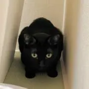 もりぴの画像