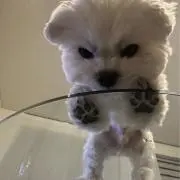suzuの画像
