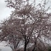 Ss