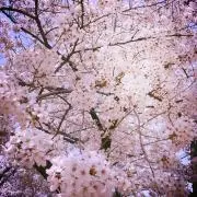 白うさぎ