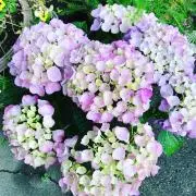 pinkの画像