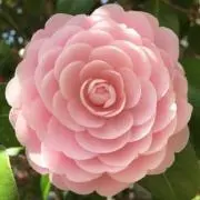 わらびーの画像