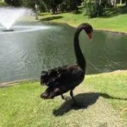 ミニーマーム