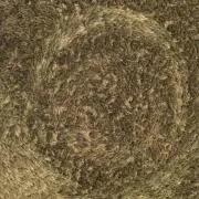 MOSSの画像